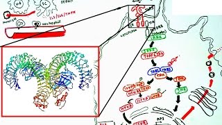 Toll like receptor signaling [upl. by Fulton374]