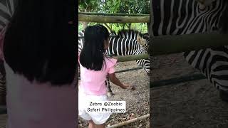 Zebra Zoobic Safari Philippines zebra zoobicsafari philippines subicbayfreeportzone wildanimals [upl. by Adest367]