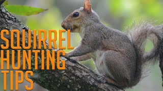 Four Squirrel Hunting Tips [upl. by Airdnaed]