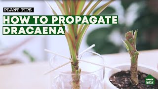 How to Propagate Dracaena The Easiest Ways How To Get More Dragon Tree For Free [upl. by Annoval]