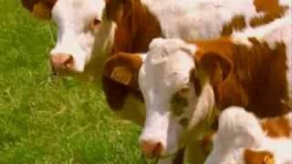 Comment léleveur choisitil ses vaches [upl. by Zeba816]