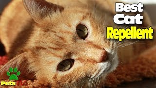 HOW TO MAKE A HOME CAT REPELLENT [upl. by Macgregor704]