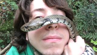 Natrice dal collare  Grass snake  Natrix natrix   ENGLISH SUBS   Missione Rettile 2015 [upl. by Phillie]