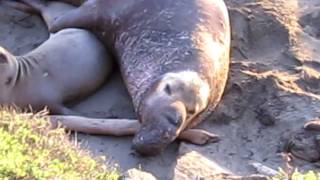 elephant seal mating seasonMOV [upl. by Estey]