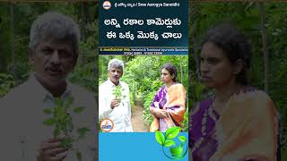 అన్ని రకాల కామెర్లుకు ఈ ఒక్క మొక్క చాలు youtubeshorts ytshorts ayurveda sreesannidhitv [upl. by Willman45]