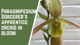 Phragmipedium Sorcerers Apprentice Orchid in Bloom [upl. by Notwen]