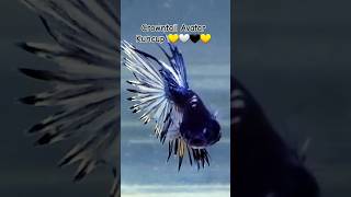 Crowntail Original Avatar Kuncup 💛💛 bettafish bettaindonesia bettaworld shorts viralvideo fyp [upl. by Olney]