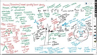 POACEAE GRAMINEAEWHEET GAMILYGRASS FAMILY [upl. by Rudie455]