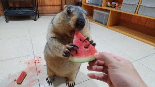 marmot eat cool watermelon for summer day [upl. by Suoirad]