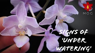 8 Signs that say your Orchid needs more water  Orchid Care Tips for Beginners [upl. by Ecinom180]