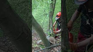 Odglavljen  Unjammed husqvarna565 chainsaw motorsäge brennholz motornatestera radušumi šuma [upl. by Drallim]