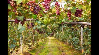 Million Tons of Grapes in 30 Days Heres How Italy Farmers Do It [upl. by Aihcila794]