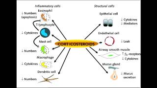 Asthma Drugs  Corticosteroids Beclomethasone amp Fluticasone [upl. by Bixler]