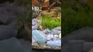 its Like having a small freshwater snake Kuhli loach eating around the real grass shorts fish [upl. by Nivlen774]