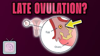 Late ovulation Causes treatment and effect on fertility [upl. by Chuu408]