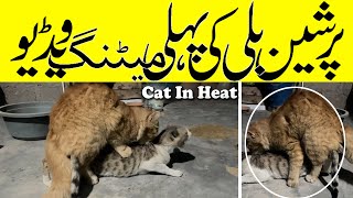 female cat mating condition  first female cat meeting  cat in heat 😻 [upl. by Albina]