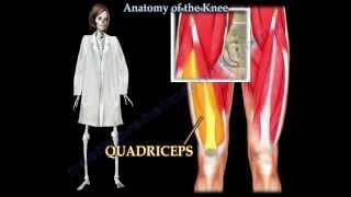 Anatomy Of The Knee  Everything You Need To Know  Dr Nabil Ebraheim [upl. by Butte]