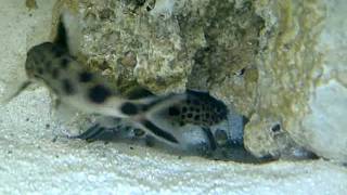 Synodontis Multipunctatus playing in Current [upl. by Ynelram]