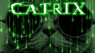 CATRIX  Matrix Cat Parody [upl. by Lebatsirhc270]