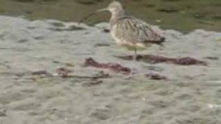 Call of the long billed curlew [upl. by Ahsieket]