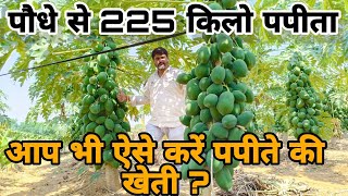 पपीता की वैज्ञानिक खेती Taiwan Red lady 786 Papaya farming  papita ki kheti  Agritech Guruji [upl. by Honan]