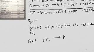 ATP amp Phosphocreatine [upl. by Fagan]