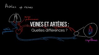 Veines et Artères  quelles différences [upl. by Etteniotnna]