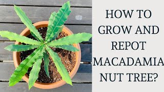 How to grow and transplant Macadamia Nut Tree shorts [upl. by Bencion855]