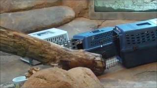 Rock Hyrax introduced at Peoria Zoo [upl. by Richmond57]