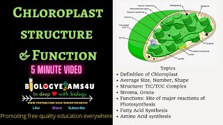 Chloroplast Definition Structure and Function 5 Minutes BiologyExams4u [upl. by Bennie156]