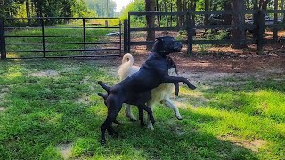 Cane Corso pack teaches Newfoundland some manners [upl. by Kirt]