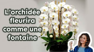 Votre orchidée fleurira toute lannée 7 secrets dentretien importance [upl. by Alyel]