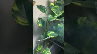 Pothos grows anywhere aquarium aquascape plantedtank plants [upl. by Nylknarf]