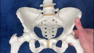 Learn pelvic bone anatomy  osteology SurgeonBrandon [upl. by Iand]