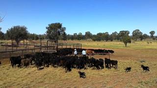 Amazing Working Dogs on Mustering Cattle in Australia [upl. by Mcloughlin]