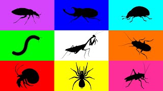 Insect Mantis Tarantula Hermit Crab Beetle Ladybug Cocokroach Cricket Milipede Paddy Bug [upl. by Casta724]