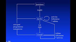 Lezione 1  Ciclo mestruale [upl. by Rochell]