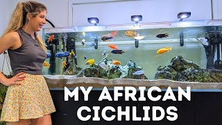 Keeping my African Cichlid Aquariums  Theres ONE Problem [upl. by Ambrosius696]