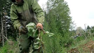 Burdock harvest with Yarrow Willard 1 of 4AVI [upl. by Alduino299]