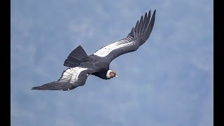 THE ANDEAN CONDOR IN EXTINCION [upl. by Siegel]