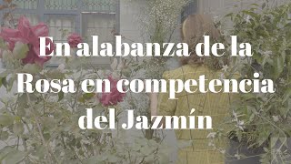 En alabanza de la rosa en competencia del jazmín [upl. by Ellett]