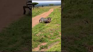 lion vs zebra maasai mara [upl. by Orian627]