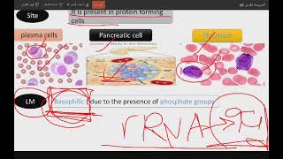 Ribosomes  non Membranous organelle [upl. by Yim372]