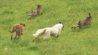 Galgo vs Liebre vs Conejo Lo Mejor del año 2022 Cacería de Liebres y Conejos con Perro [upl. by Aicirtel]