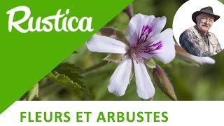 Comment bouturer un pélargonium odorant [upl. by Annovahs]