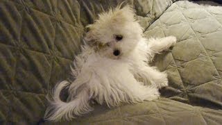 Cute Maltese puppy dog chasing his own tail funny video puppies play bark things [upl. by Yanetruoc]