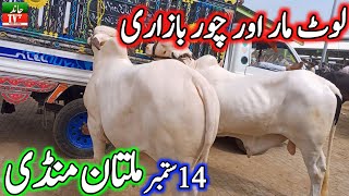 Today New Multan Cow Mandi Fresh Latest Update 14092024 Cholistani Sahiwal Bachre Cow Mandi 2024 [upl. by Zoilla60]