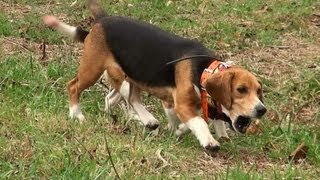 Skyviews Beagles Run Rabbit Through Woods and Leaves [upl. by Breen]