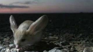 Longeared Jerboa extraordinary desert creature [upl. by Koblas]