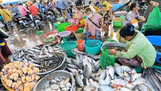 Ever Seen Largest Fish Distribution in Cambodia  Fish Market Scenes and People Activities [upl. by Keare496]